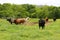 Rodeo Bulls out grazing the field At Cowtown