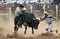 Rodeo - Cowboy falling off a bull