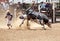 Rodeo - Cowboy falling off a bull