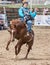 The Rodeo Cowboy Hangs on Tightly