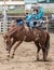 The Rodeo Cowboy Hangs on Tightly