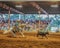 Rodeo event calf roping with horse`s sliding stop.