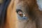 Rodeo horse with reflection in eye