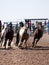 Rodeo horses