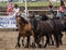 Rodeo Horses