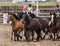 Rodeo Horses on Parade