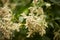 Rodgersia pinnata elegans flowering in an Irish garden. Rodgersia pinnata `Chocolate Wings`.