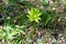 Rodgersia podophylla