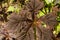 Rodgersia Podophylla Patterned in Rodgers Bronze Leaf.