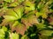 Rodgersia podophylla \\\'Rotlaub\\\' with attractive large serrated oval palmate leaves that emerge coppery-bronze