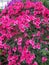 Rododendron pink flowers blossom gaden park spring