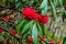 Rododendron red flowers on a tree bush