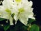 Rododendron - white flower