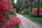 Rododendrons blossom in an hungaian Country garden forest in Jeli arboretum botanical garden