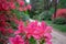 Rododendrons blossom in an hungaian Country garden forest in Jeli arboretum botanical garden