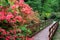 Rododendrons blossom in an hungaian Country garden forest in Jeli arboretum botanical garden