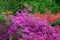 Rododendrons blossom in an hungaian Country garden in Jeli arboretum botanical garden