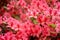 Rododendrons blossom in an hungaian Country garden in Jeli arboretum botanical garden