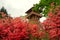 Rododendrons blossom in an hungaian Country garden in Jeli arboretum botanical garden view tower