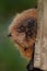 Rodrigues Fruit Bat Portrait