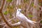 RODRIGUES ISLAND, MAURITIUS: Portrait of a White tern Gygis Alba at Cocos Island