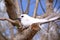 RODRIGUES ISLAND, MAURITIUS: Portrait of a White tern Gygis Alba at Cocos Island