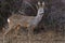 Roe buck at the feeding spot in the forest