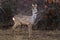 Roe buck at the feeding spot in the forest