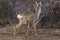 Roe buck at the feeding spot in the forest