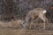 Roe buck at the feeding spot in the forest