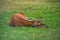 Roe Capreolus capreolus  killed by hunger due to habitat loss in the mountain