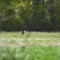 Roe dear in meadow full of spring flowers near utrecht in holland