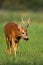 Roe deer approaching on grassland in summer nature