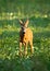 Roe deer approaching on grassland in summer sunlight