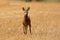 Roe deer approaching on stubble field in summertime nature