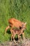 Roe-deer with baby