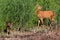 Roe-deer with baby