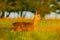 Roe deer, beautiful morning light in the meadow. Roe deer, Capreolus capreolus, walking in the grass. Sunrise with animal in the