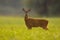 Roe deer with broken antler standing on grass in summer