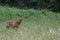 roe deer brown male