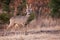 Roe deer buck with antlers covered in velvet walking on meadow