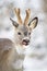 Roe deer buck with antlers in velvet licking with tongue in snowfall.