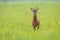 Roe deer buck approaching on meadow in summertime nature