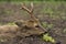 Roe deer buck capreolus capreolus