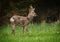 Roe deer buck eating grass