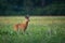 Roe deer buck looking aside on stubble field with green grass on summer evening