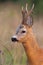 Roe deer buck looking on field in summer nature in detail