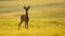 Roe deer buck looking on green meadow in summer sunlight