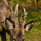 Roe deer buck in the process of removing the velvety skin