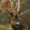 Roe deer buck in the process of removing the velvety skin